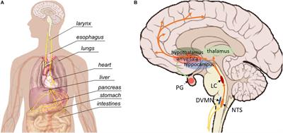 Selective Neuromodulation of the Vagus Nerve